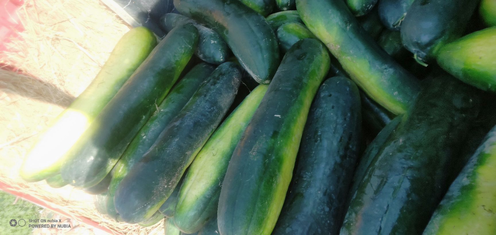 黑皮冬瓜  冬瓜黑冬瓜白冬瓜