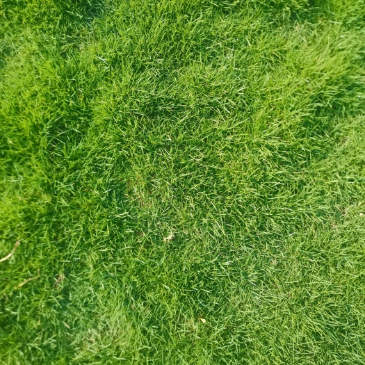 博罗县 精品草  马尼拉草