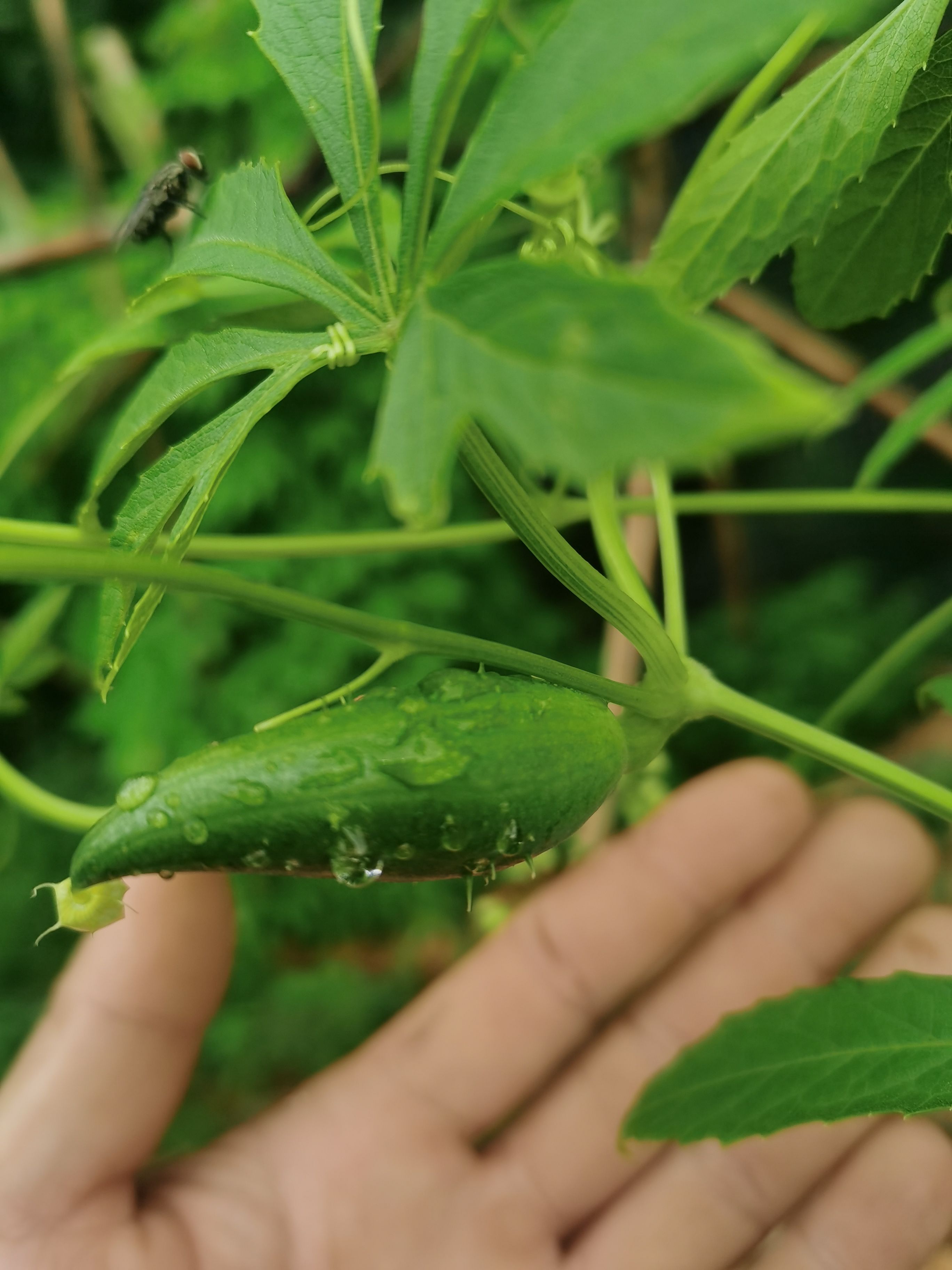 黄瓜  洋辣子小雀瓜小金瓜小豆瓜蔬菜野菜水果属瓜豆餐饮酒店高
