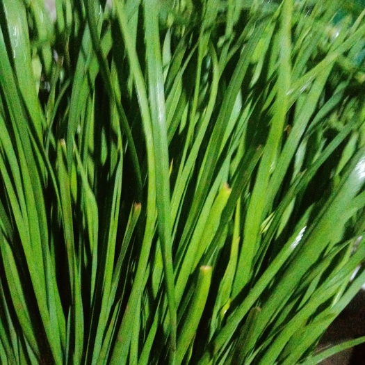 聊城 头道韭菜大量上市欢迎订购