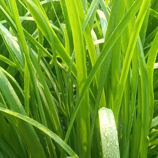 聊城 韭菜头刀二刀开始大量供应