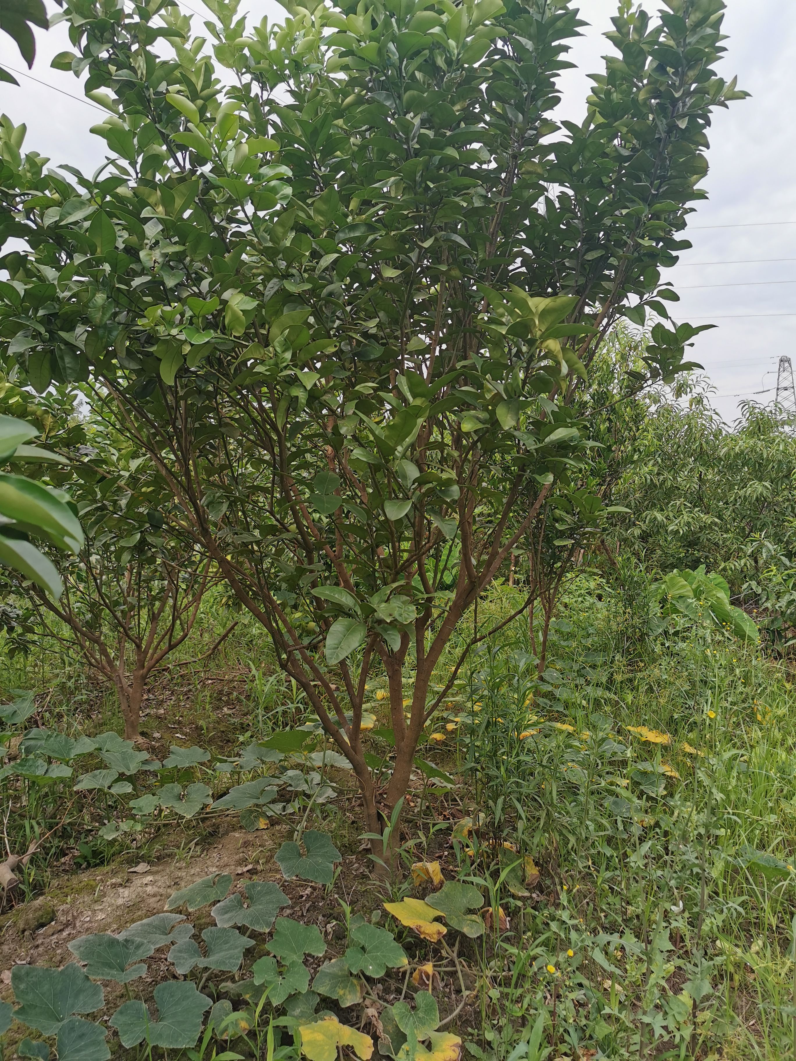 红心柚苗  柚子树