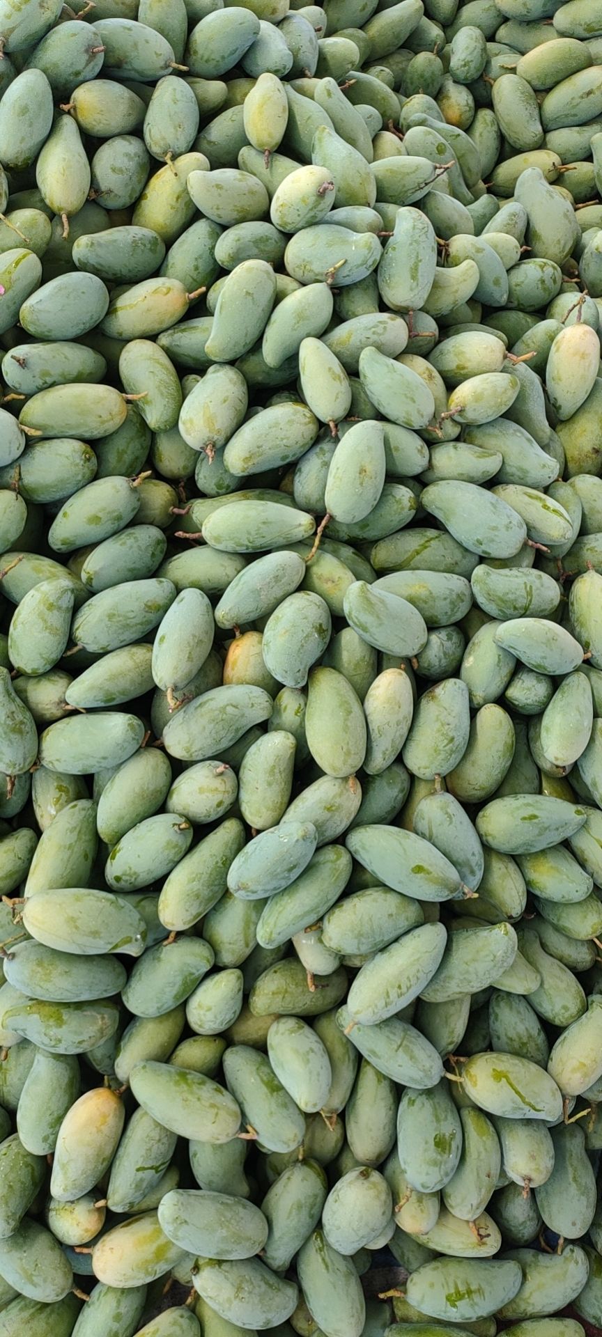 桂七芒 桂七香芒