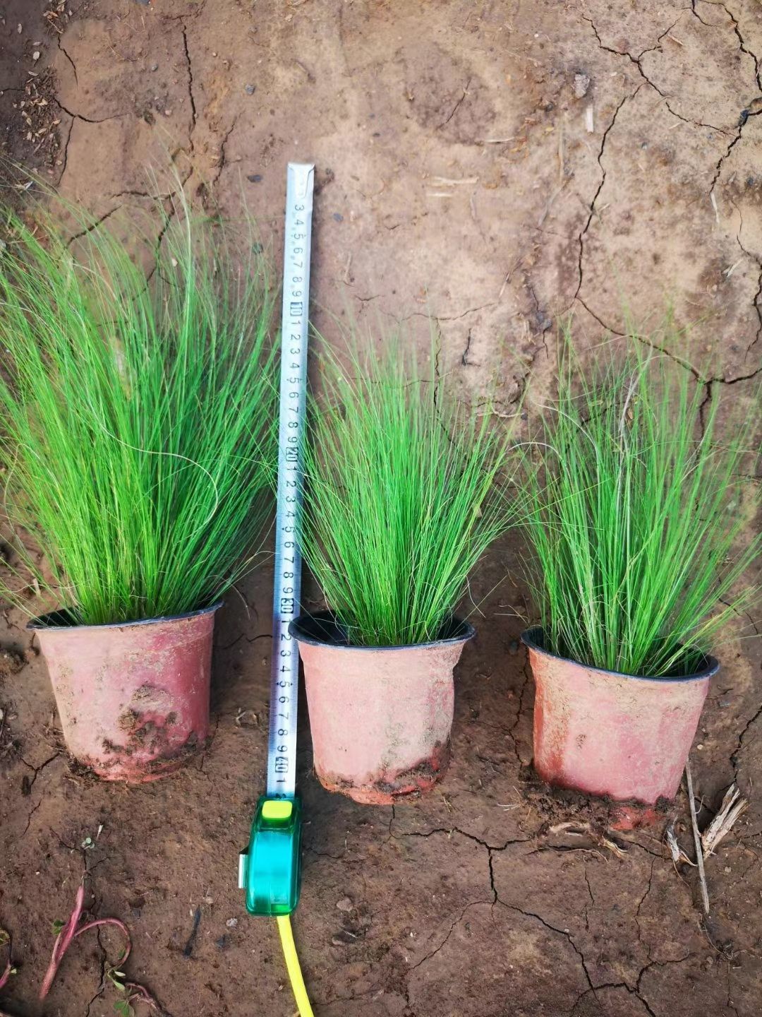 细叶针芒草坪苗木花草地被植物山东潍坊青州产地直供