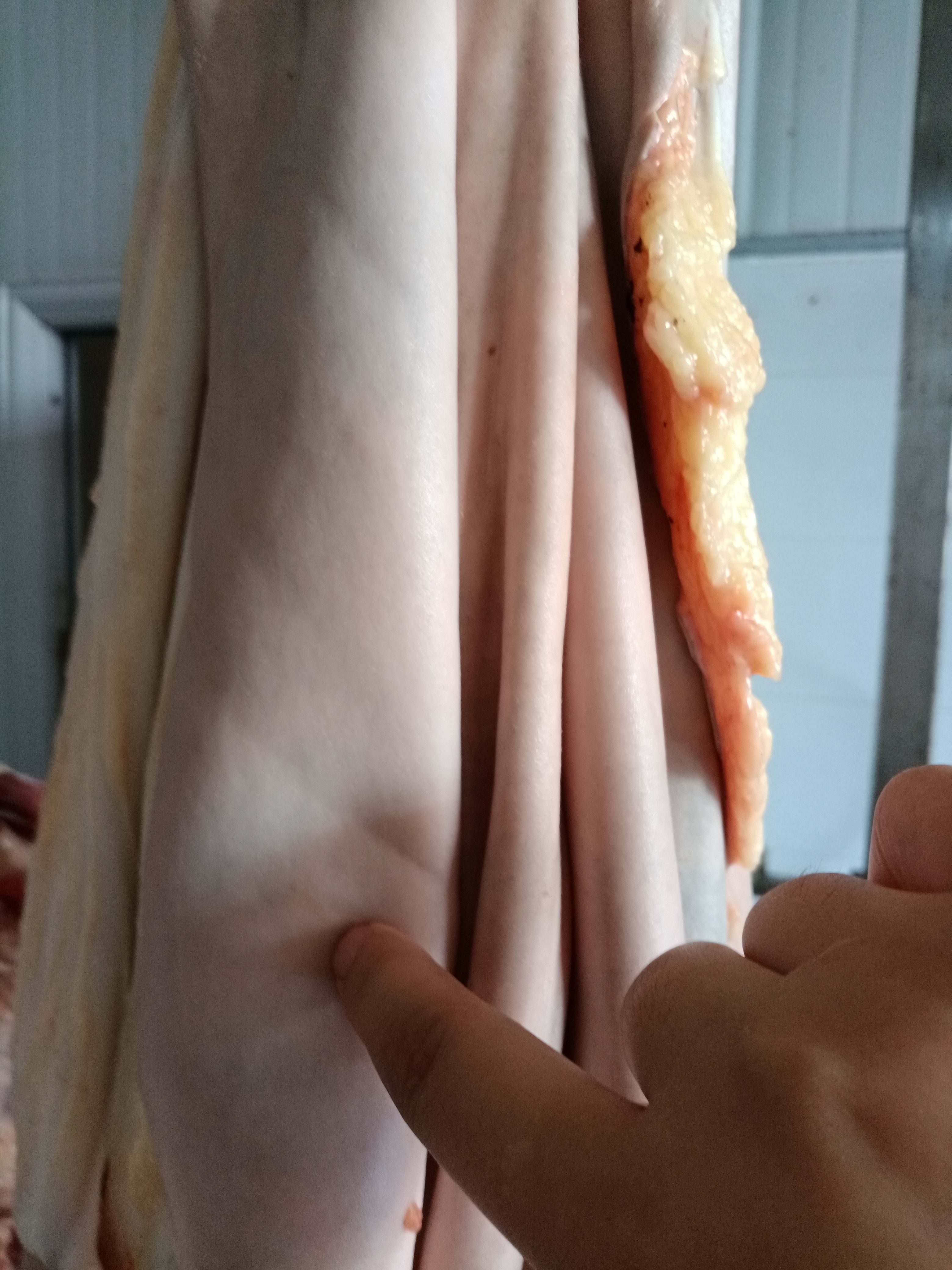 驴皮@德州黑驴新鲜驴皮@皮毛驴皮厂家直供@阿胶原料发源地