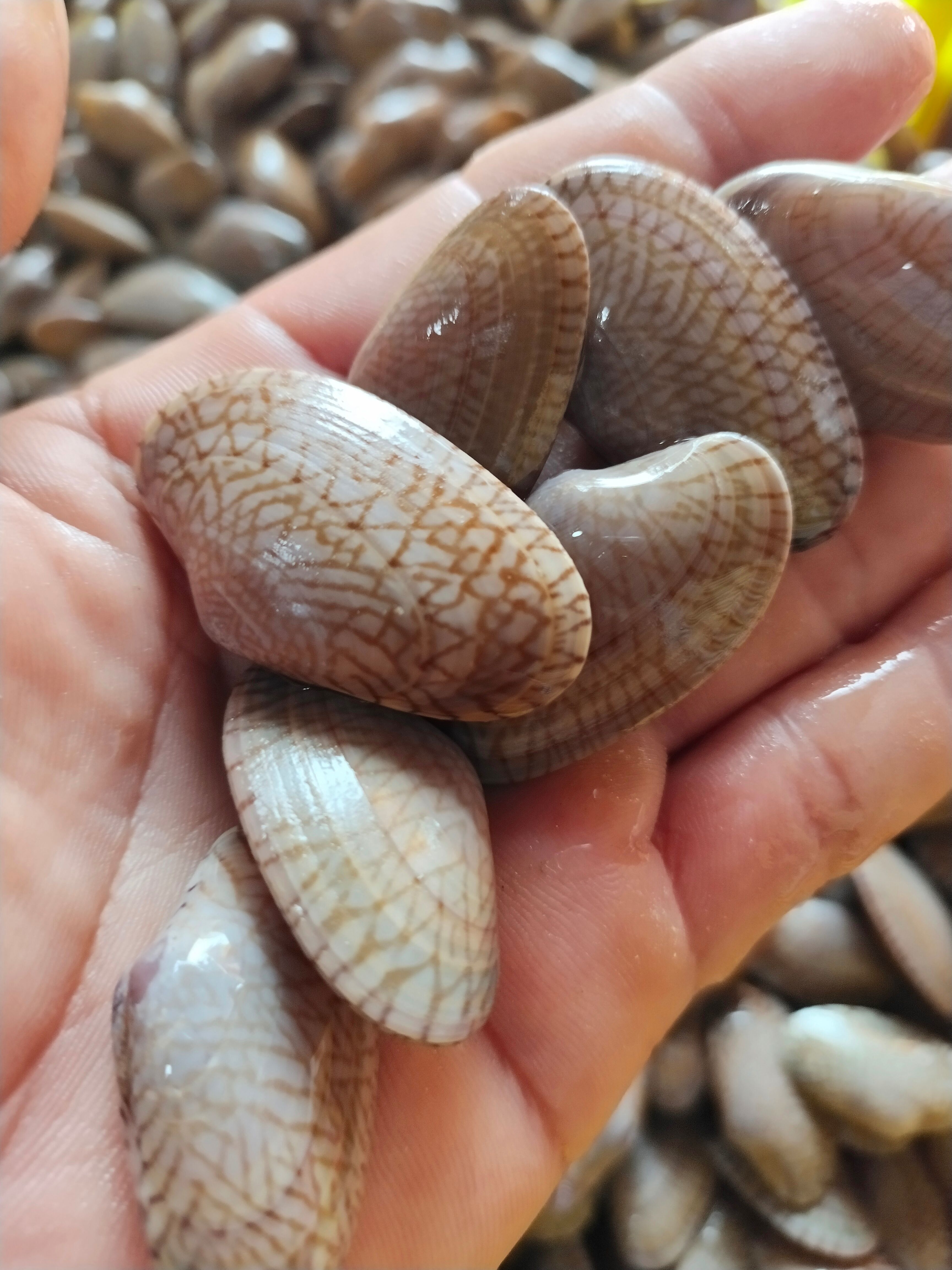 花甲，油甲，北海油甲货源稳定封海期正常供应，有量