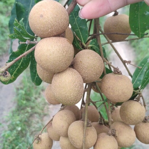 高州市新鲜龙眼，新鲜现摘水果 应季水果，龙眼石夹储良虎山桂圆