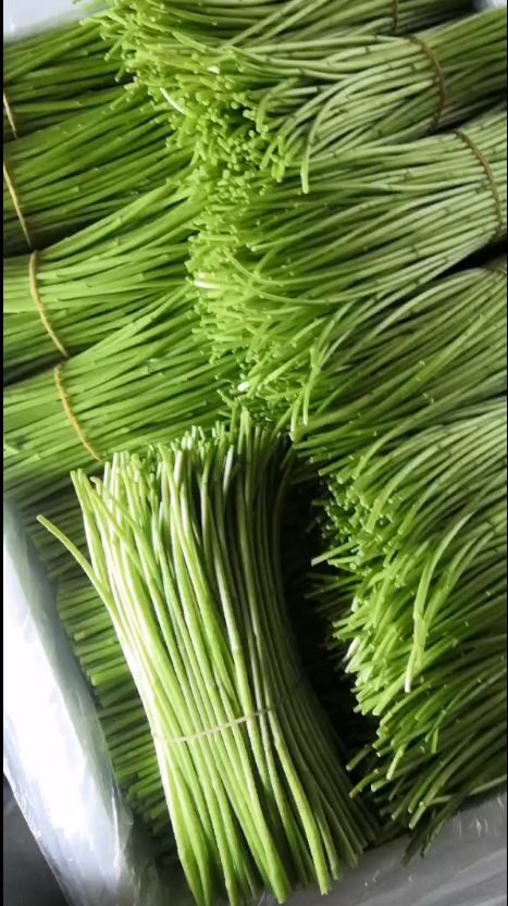 昆明藜蒿 芦蒿黎蒿去根去叶基地现采现发大量供货