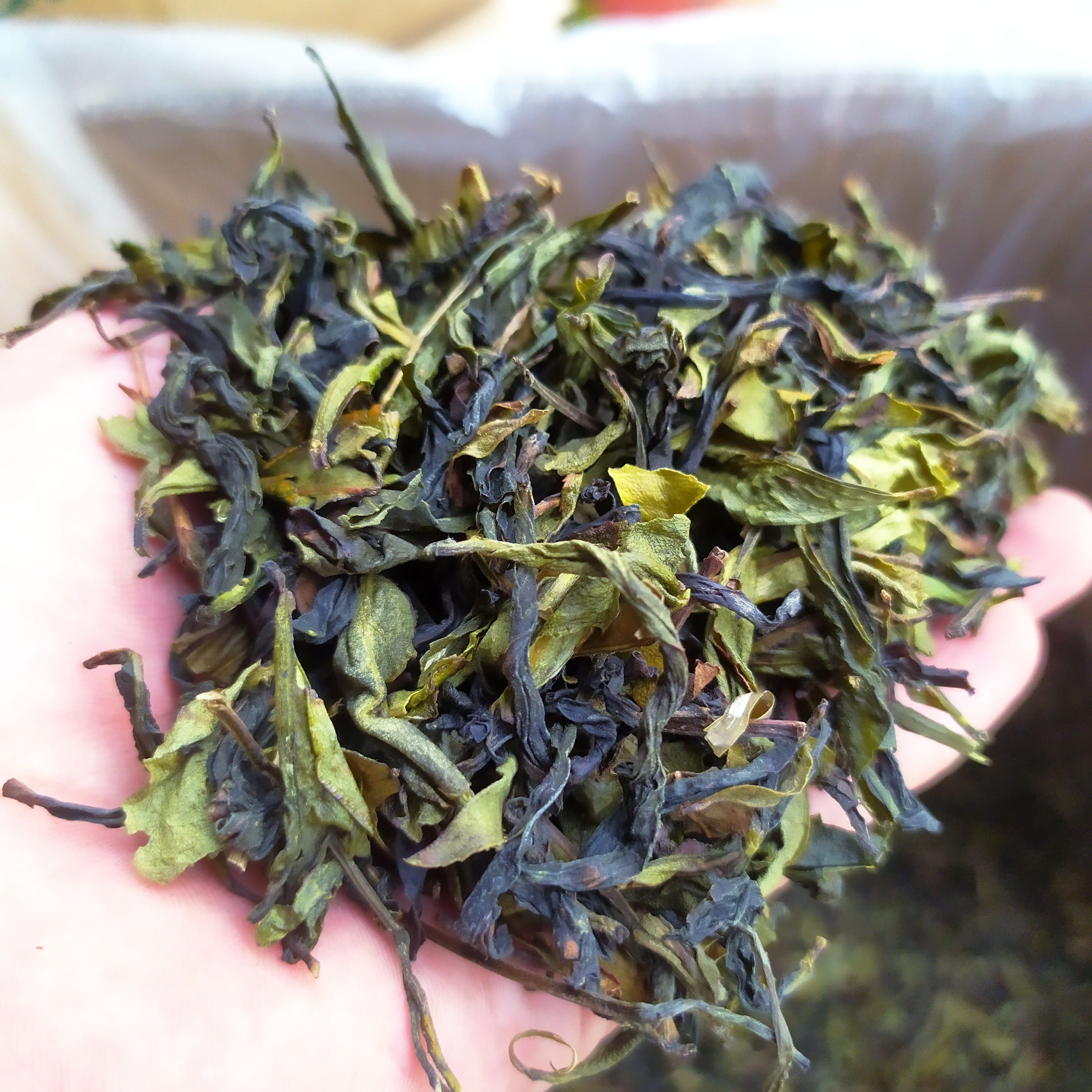 奇兰茶散装高山茶叶惠来土山茶潮汕工夫茶惠来高山茶潮汕土山茶叶