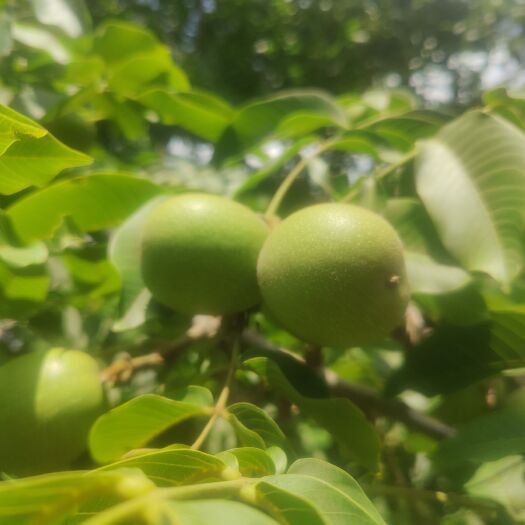 宁蒗县青皮核桃 鲜核桃