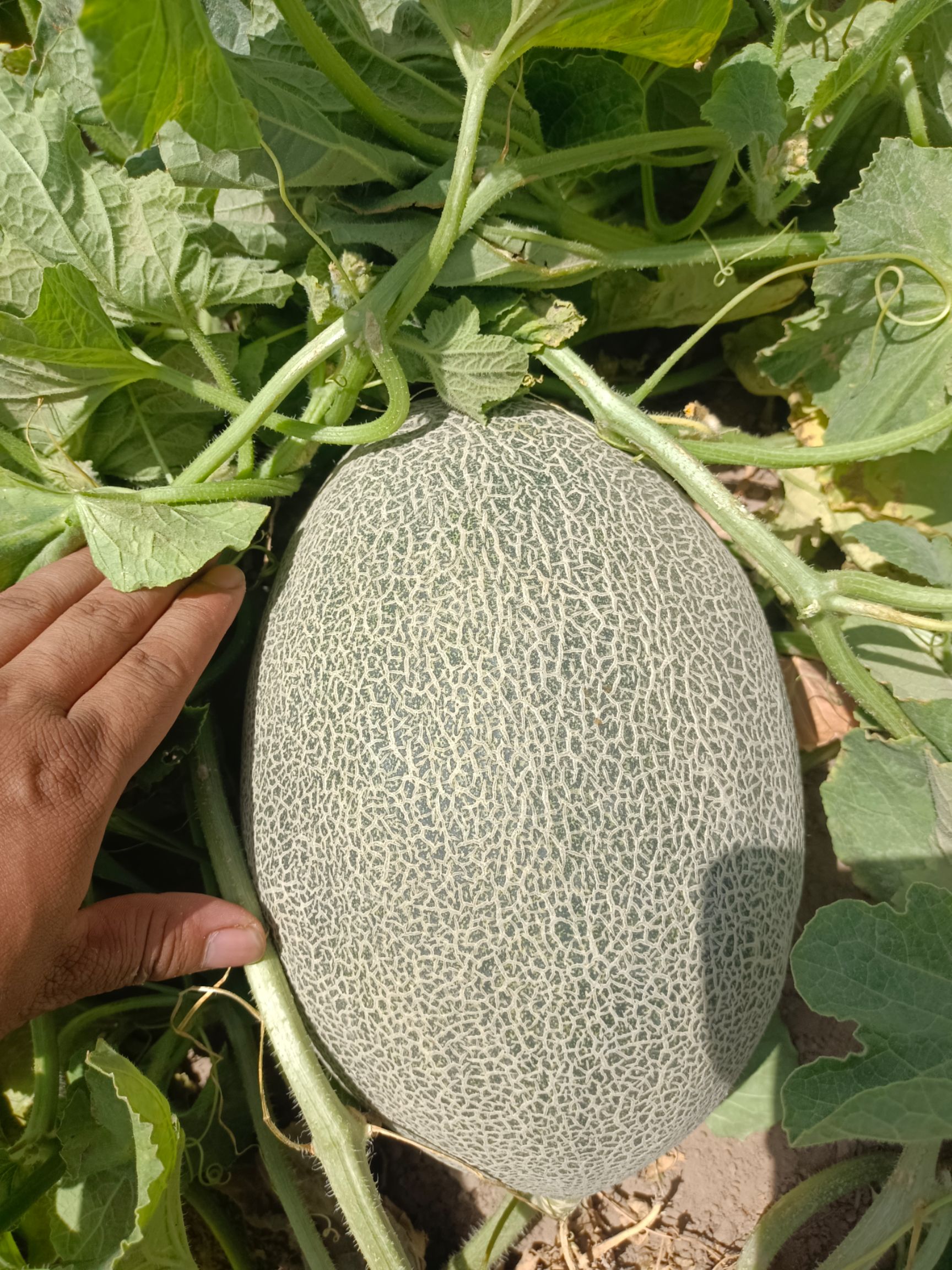 西州蜜  原产地哈密瓜。供货量大。香甜可口。适合走市场，或做电商果。