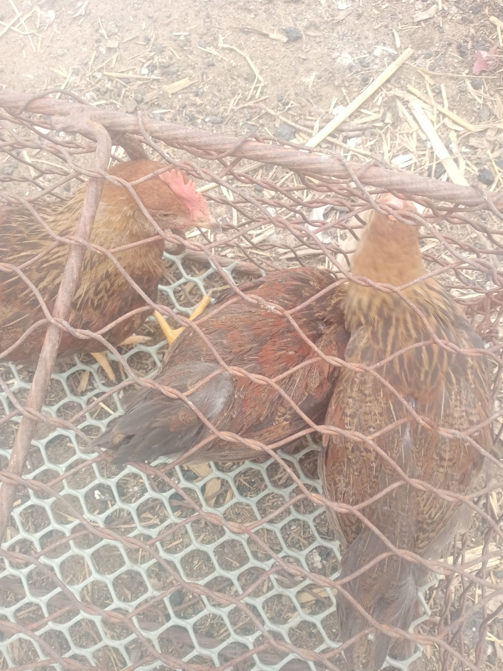 贵妃鸡苗 出壳鸡苗 1日龄 母苗 肉蛋兼用 