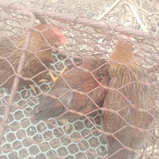 沈阳贵妃鸡苗 出壳鸡苗 1日龄 母苗 肉蛋兼用 