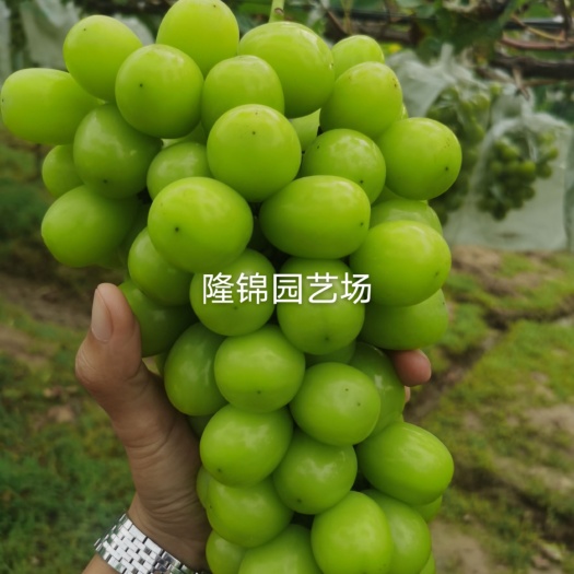 泰安阳光玫瑰葡萄苗
