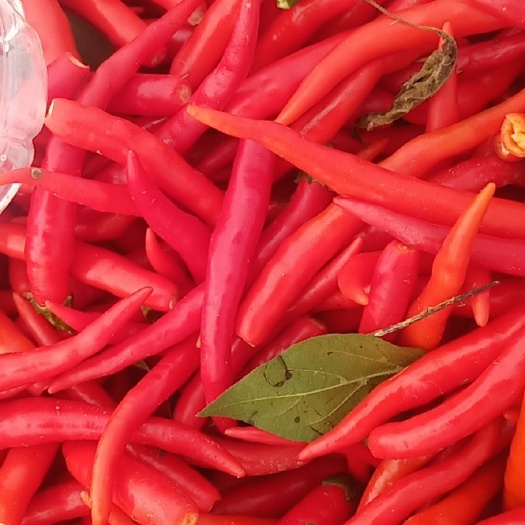 夏津县 小米椒