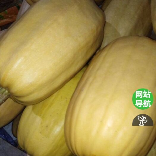 庆阳 黄金丝瓜高品质供应