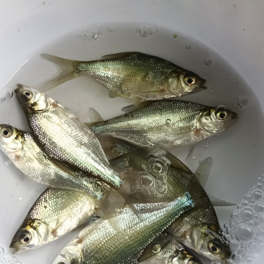 南宁 武昌鱼苗 沙边鱼苗 团头舫鱼苗 鳊鱼苗 三角鲂鱼苗