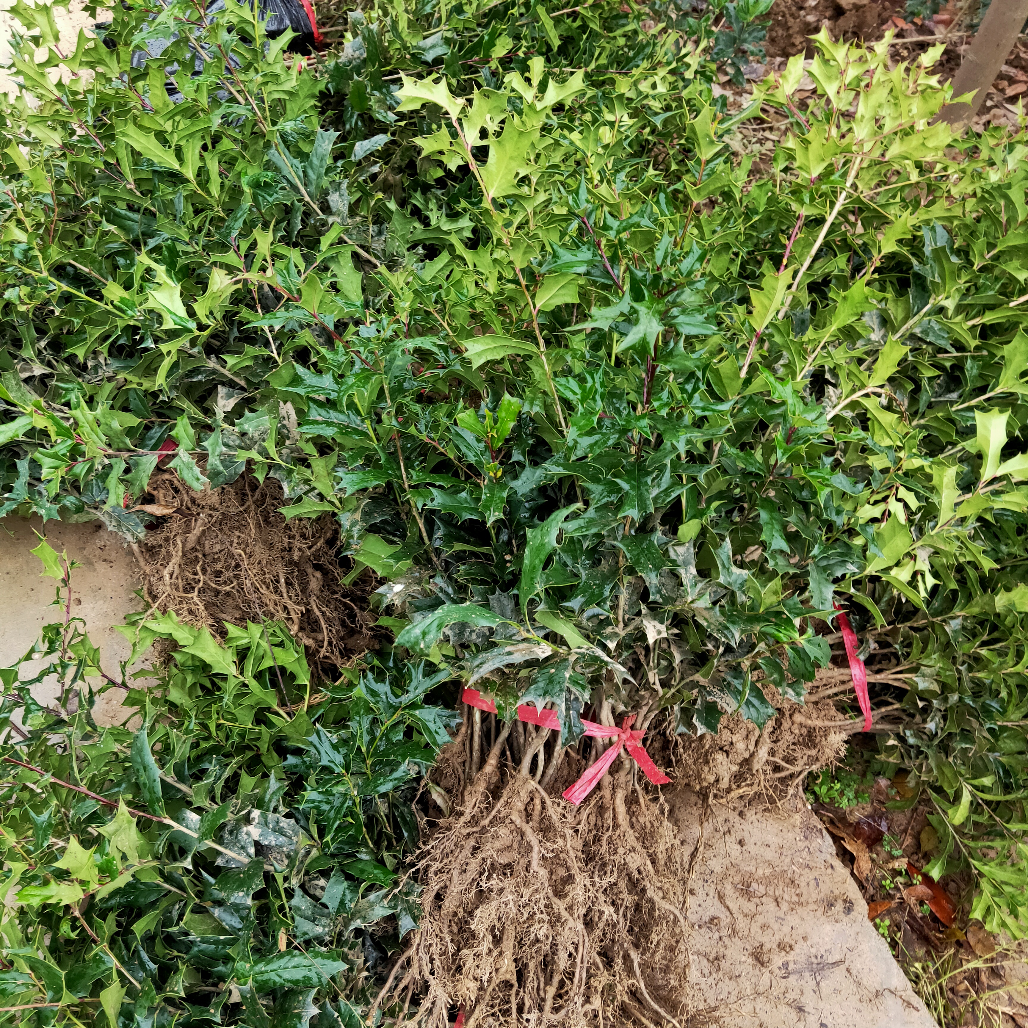 構骨枸骨樹老虎刺老鼠刺苗貓兒刺有刺枸骨樹鳥不宿盆景盆栽園林綠化