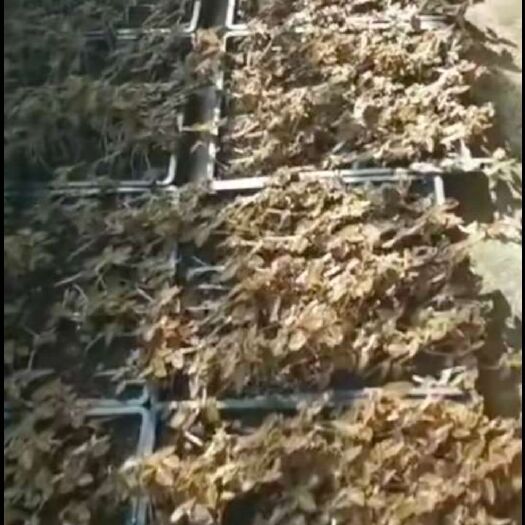 宜春 金线莲种植了10多个月了