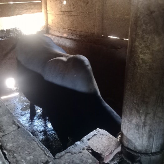 三都县 本地大黄牛