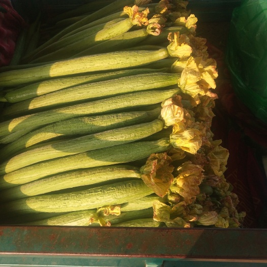 兰陵县鲜花丝瓜  商，超，大型食堂