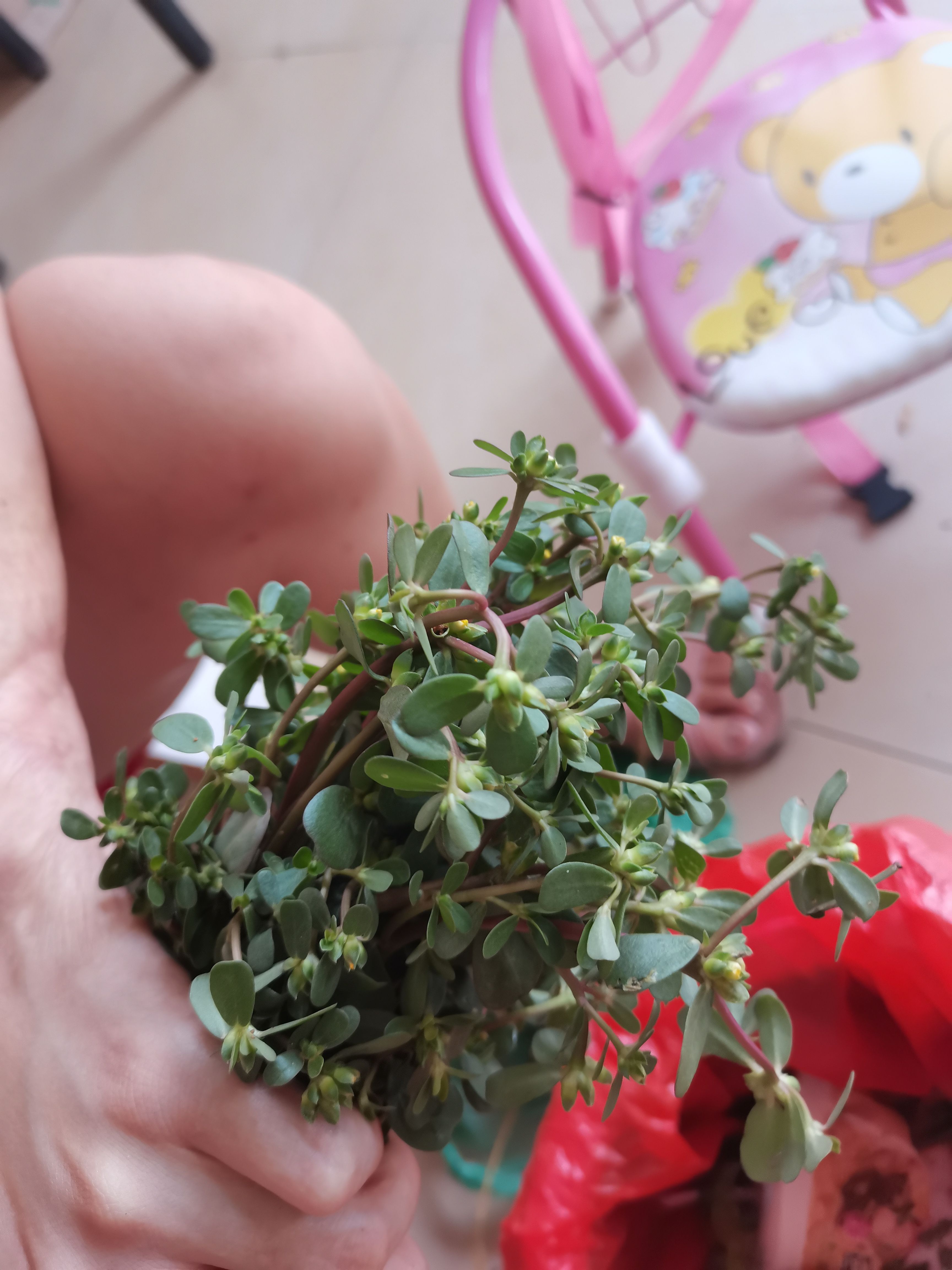  马齿苋