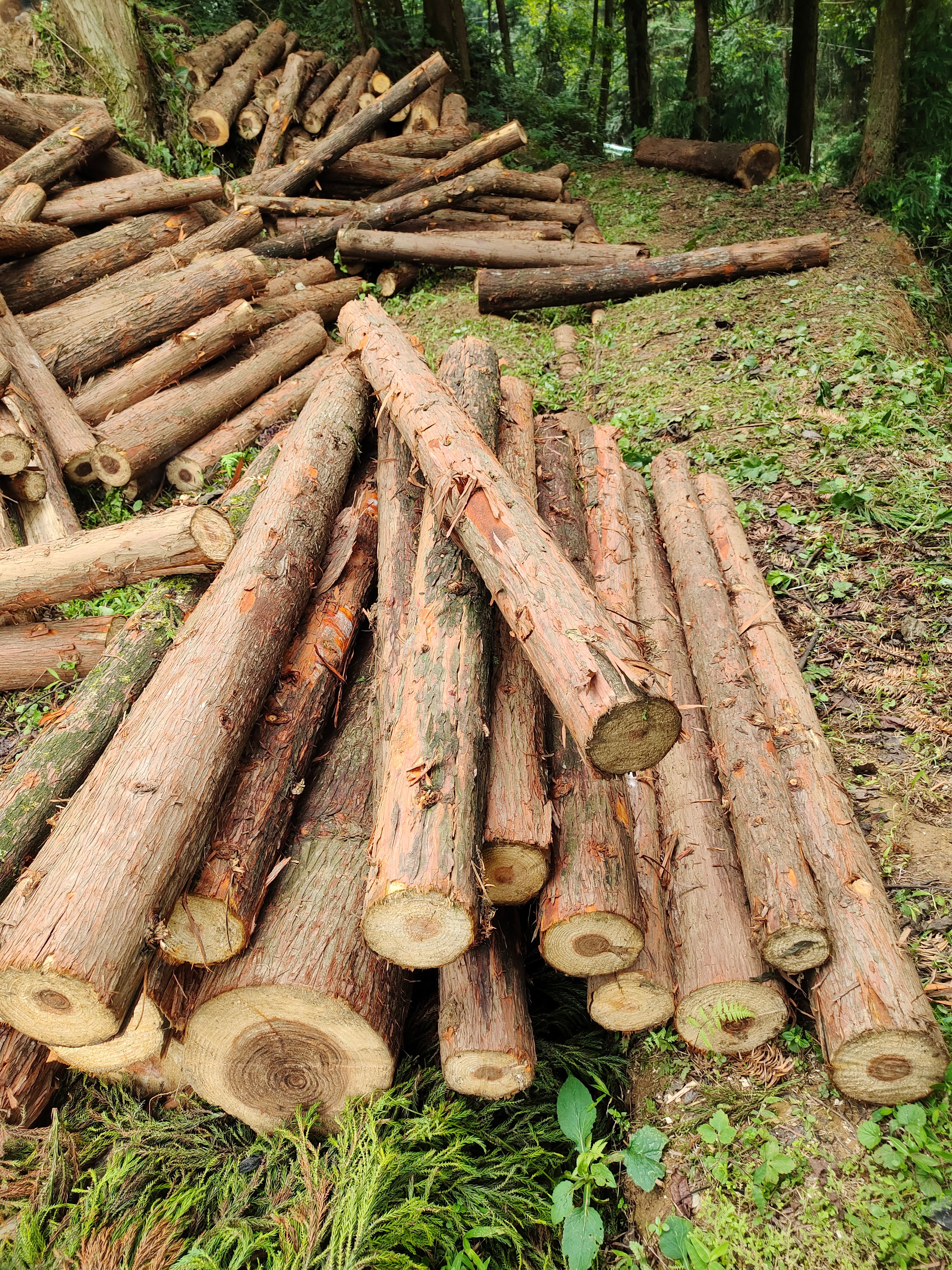 菜架木  木材加工原木柳杉楸木