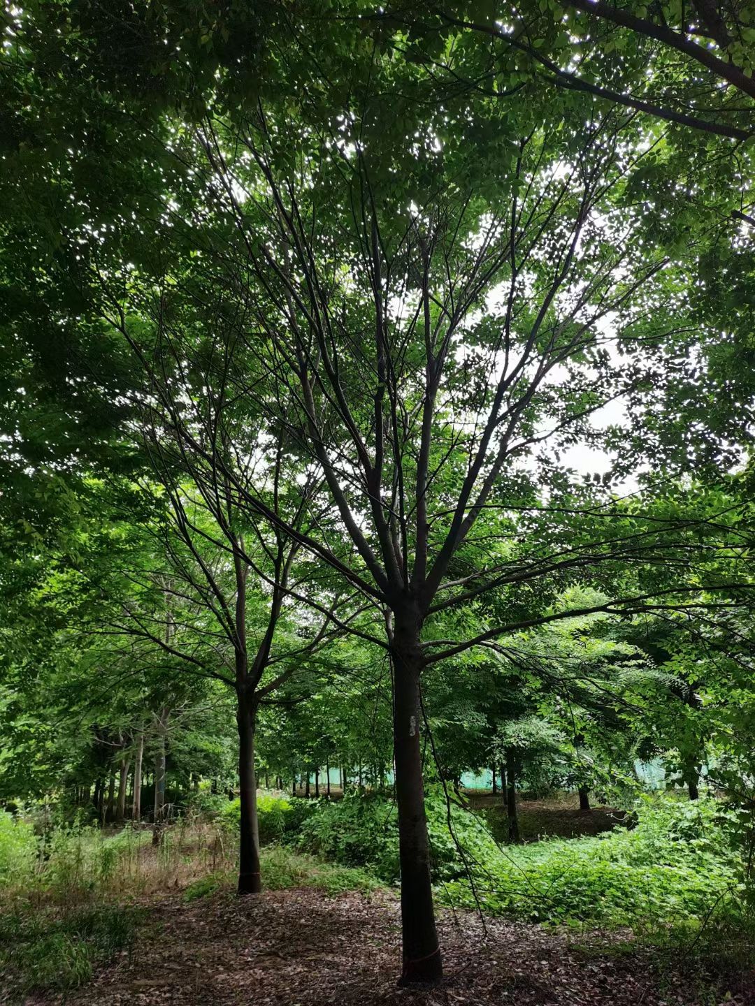 红榉  榉树20公分处理，3-40公分大量处理