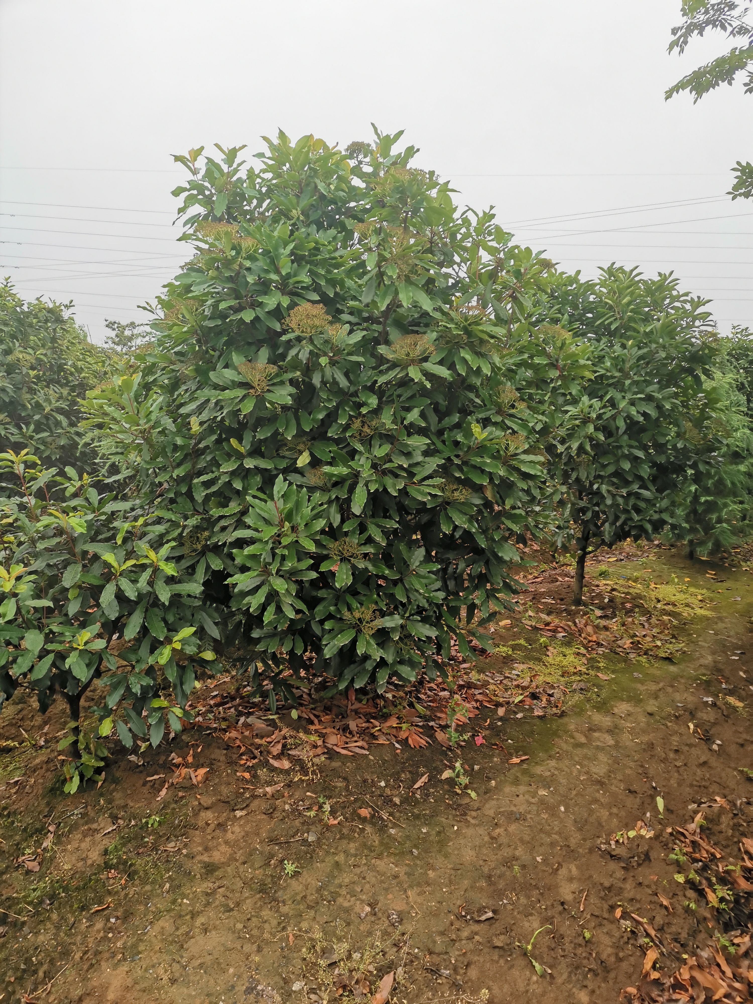 椤木石楠 3.5米~5米 无 14~16公分 3米以上 带土