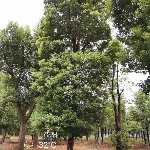 益阳香樟香泡香橼香柚广玉兰朴树