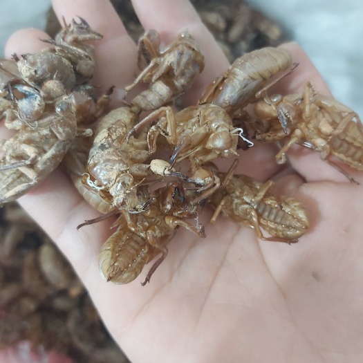 隆回县蝉蜕 金蝉衣