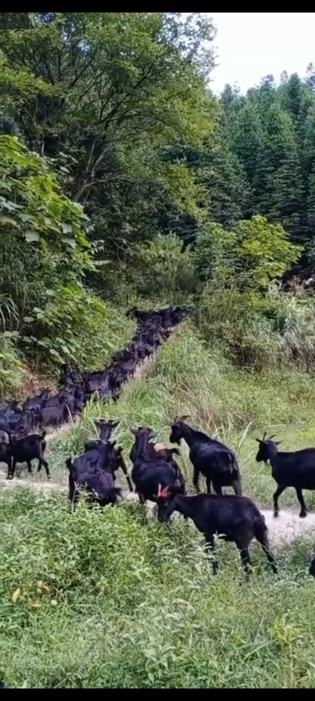 黑山羊出售 种羊 群羊