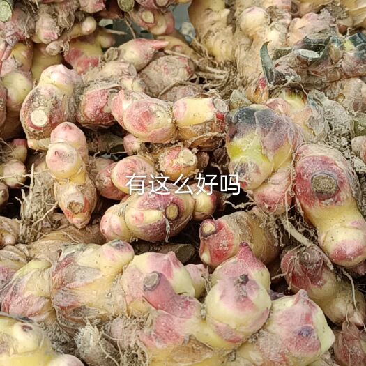 建宁县二黄姜 福建省三明市建宁县 混装通货 带土 