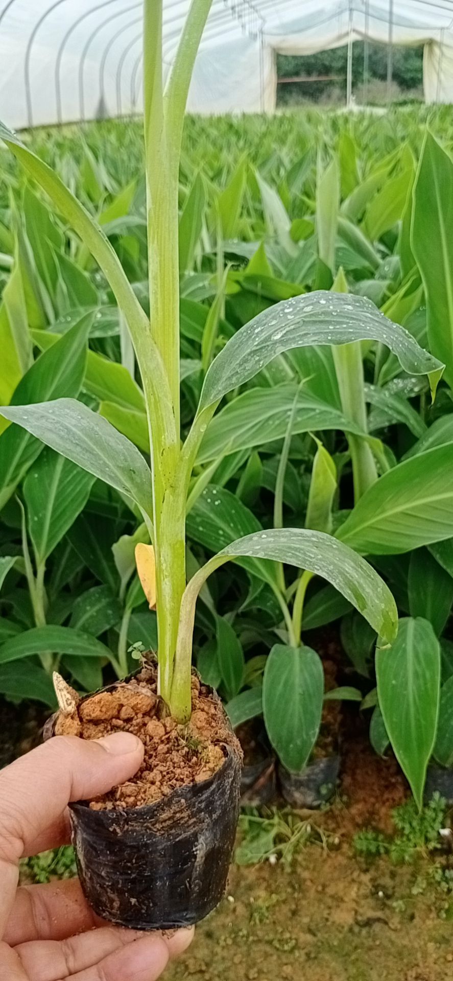 金粉一號(hào)香蕉苗  金粉一號(hào)，香蕉苗  批發(fā)零售香蕉苗，粉蕉苗