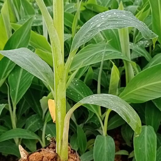南宁金粉一号香蕉苗  金粉一号，香蕉苗  批发零售香蕉苗，粉蕉苗