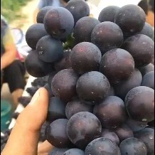 渭南户太八号葡萄，串行大，颗粒饱满，颜色漂亮，糖度高