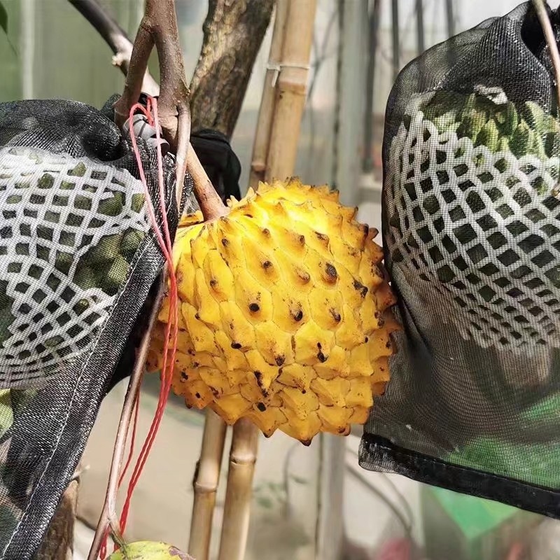 释迦果苗 泰国大黄释迦果树苗嫁接榴莲释迦苗释迦苗适合南北种植佛头果