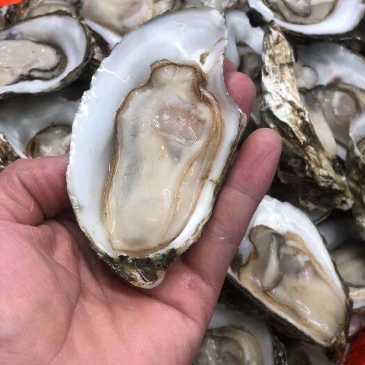 湛江湛江东海天然蚝  湛江生蚝批发