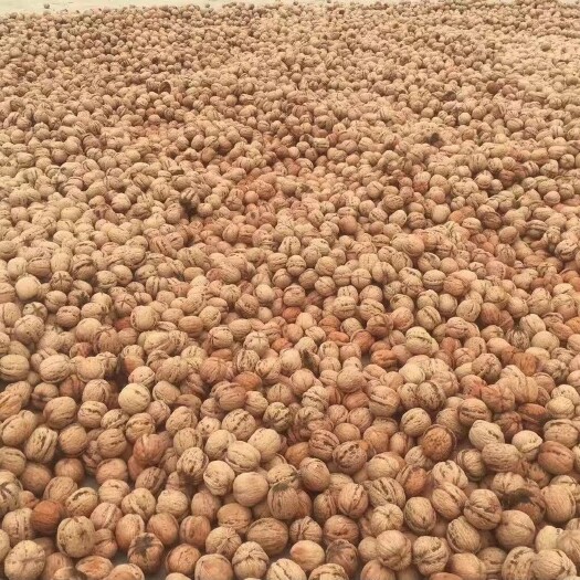 石家庄青皮核桃  去皮核桃 湿核桃