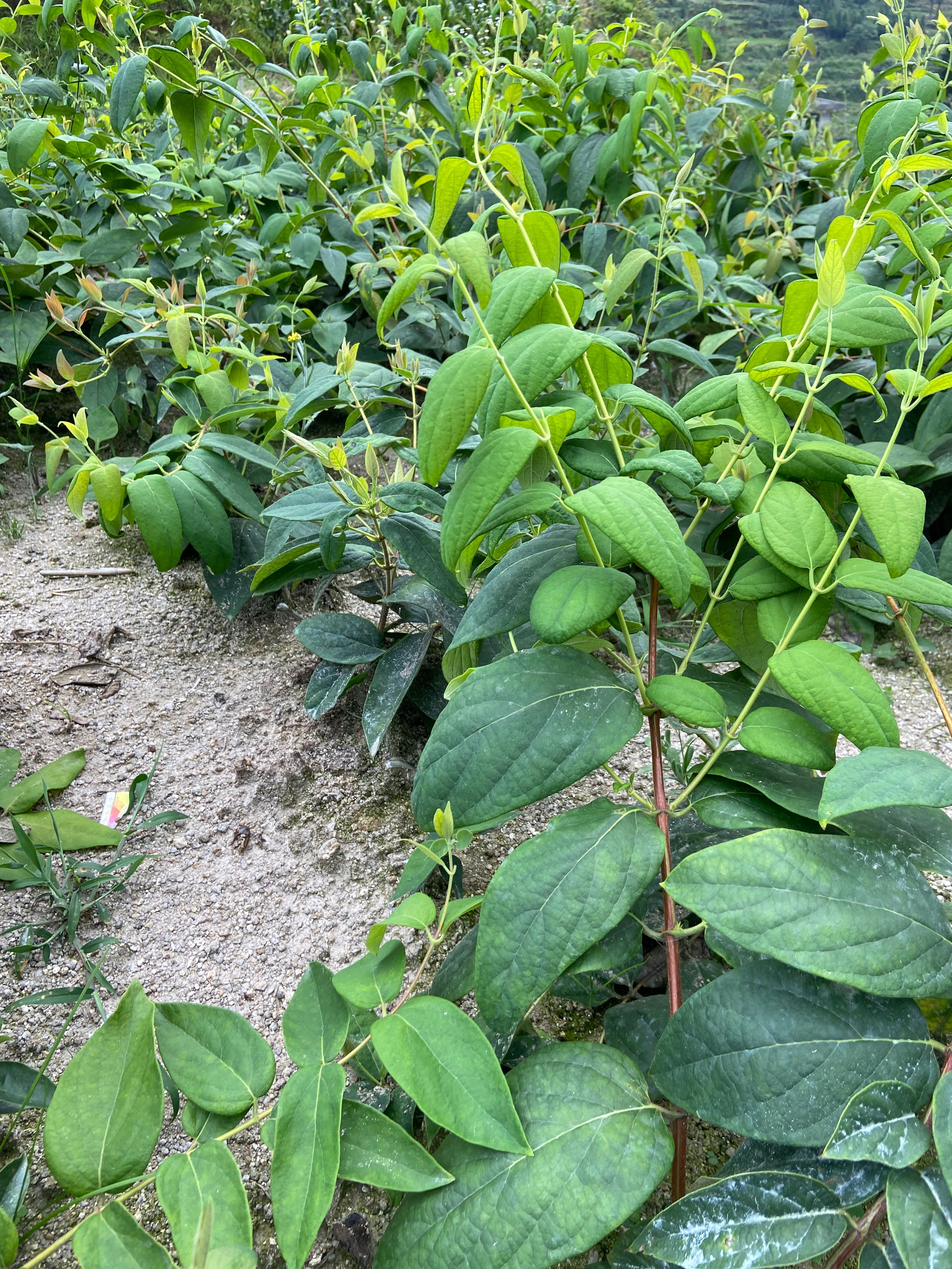 山银花苗 山银花树苗