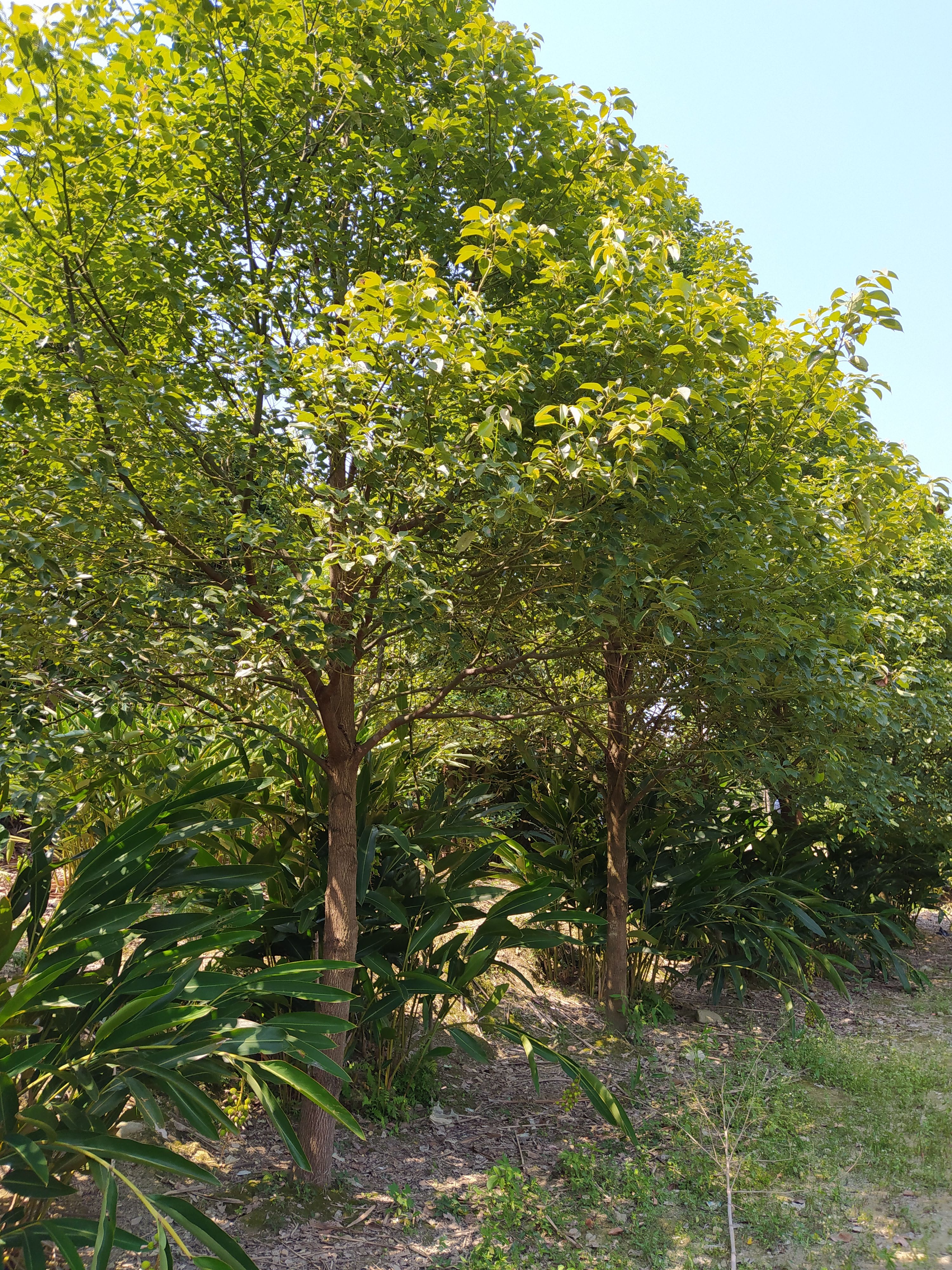 世界樟海，海量香樟树，各种规格各种树形应有尽有