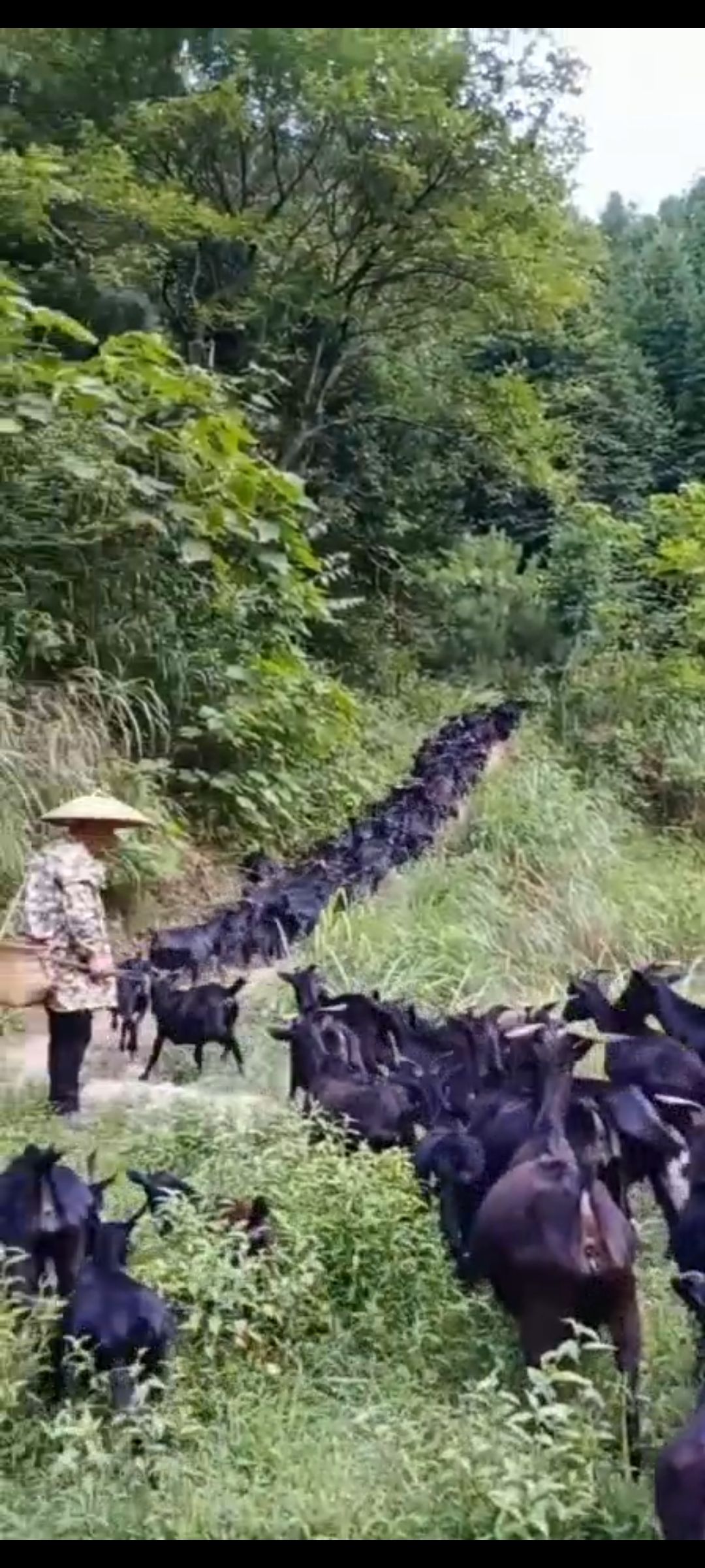黑山羊出售 种羊 群羊