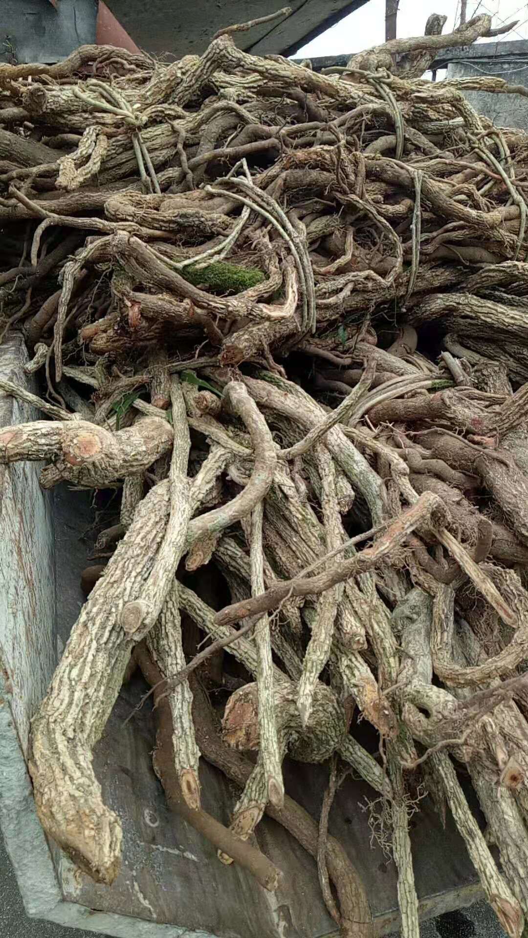 海风藤鲜货干货大量供应