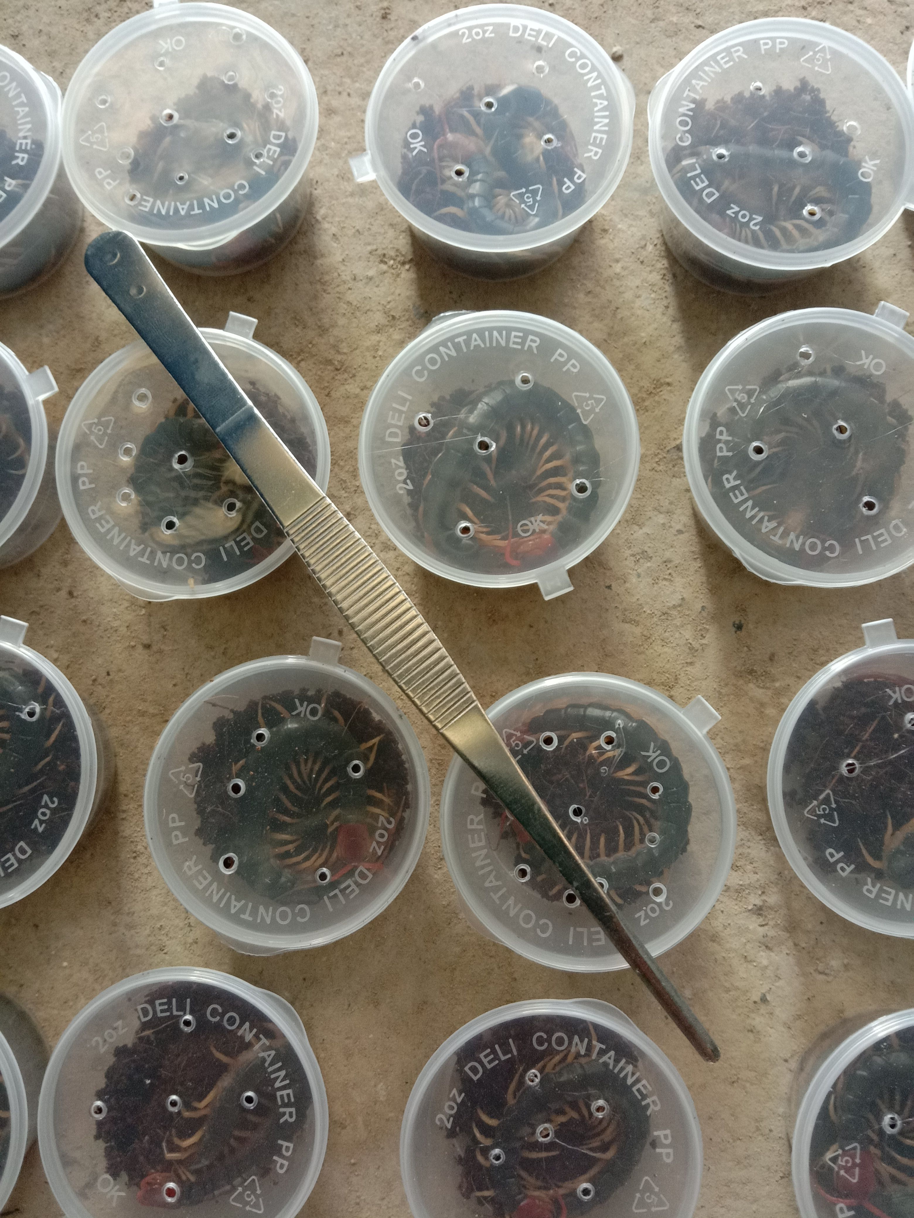 红头蜈蚣  活体精选大蜈蚣泡酒专用。精选小蜈蚣喂龙鱼，鸟，斗鸡提性用。