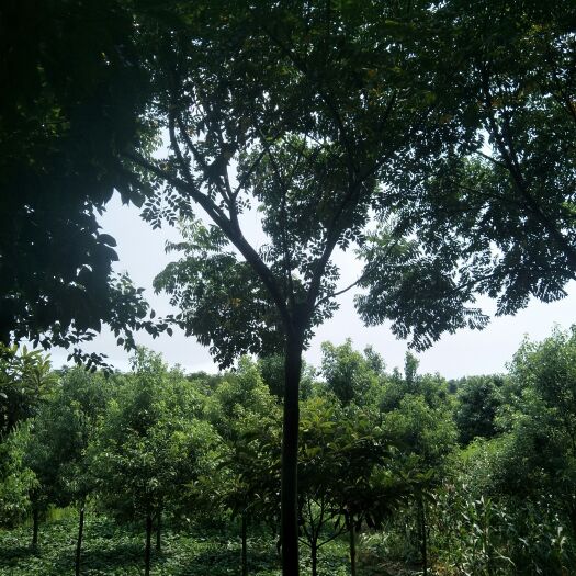 荆州栾树(南栾)