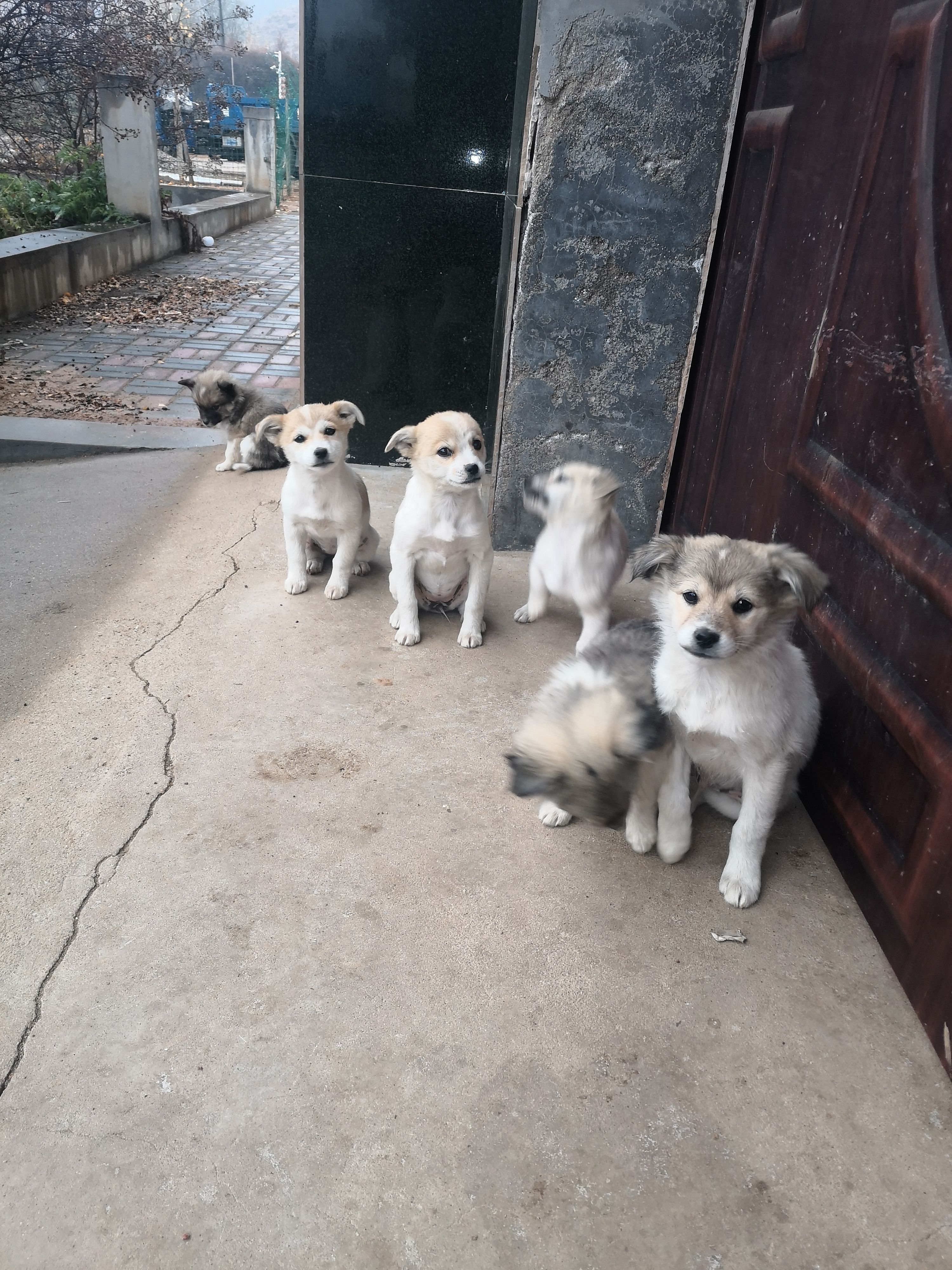 中华田园犬 河北石家庄平山县直发