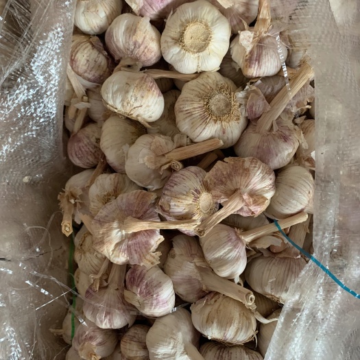 金乡县红皮蒜 大蒜金乡大蒜精品杂交紫皮红皮太空白皮大量产地一手