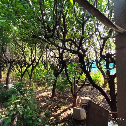 寿光市凯特杏苗  900棵20年杏树出售，价格可谈。