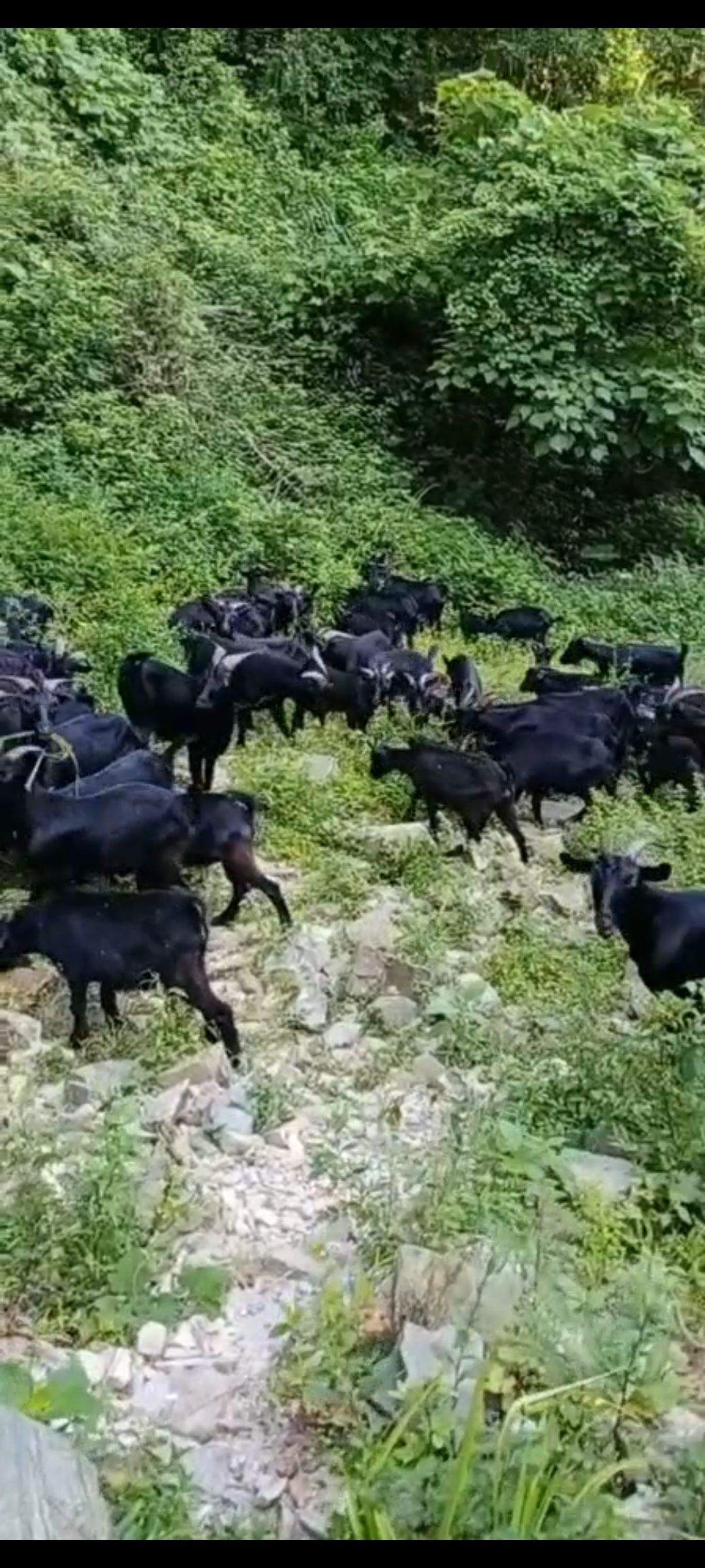 黑山羊出售 种羊 群羊