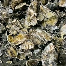 青岛长牡蛎  海蛎子出笼1到3，八成肥